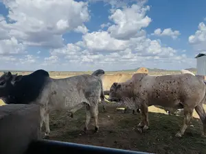 Cattle (Bulls)
