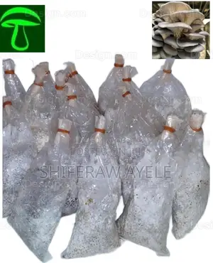 የኦይስተር እንጉዳይ ዘር (Oyster Mushroom Spawns)