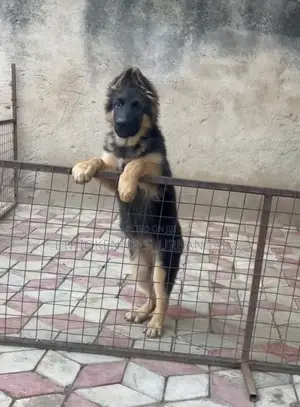 1-3 months Female Purebred German Shepherd