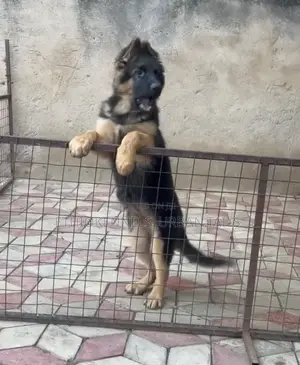 1-3 months Female Purebred German Shepherd