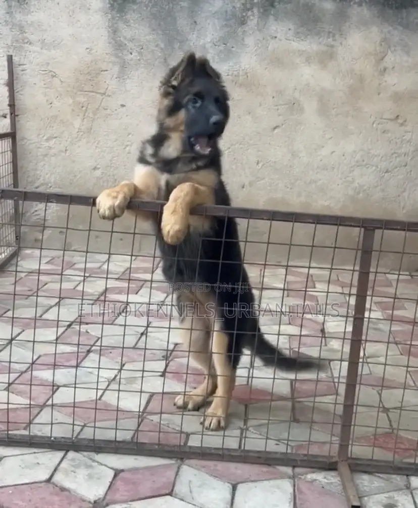 1-3 months Female Purebred German Shepherd