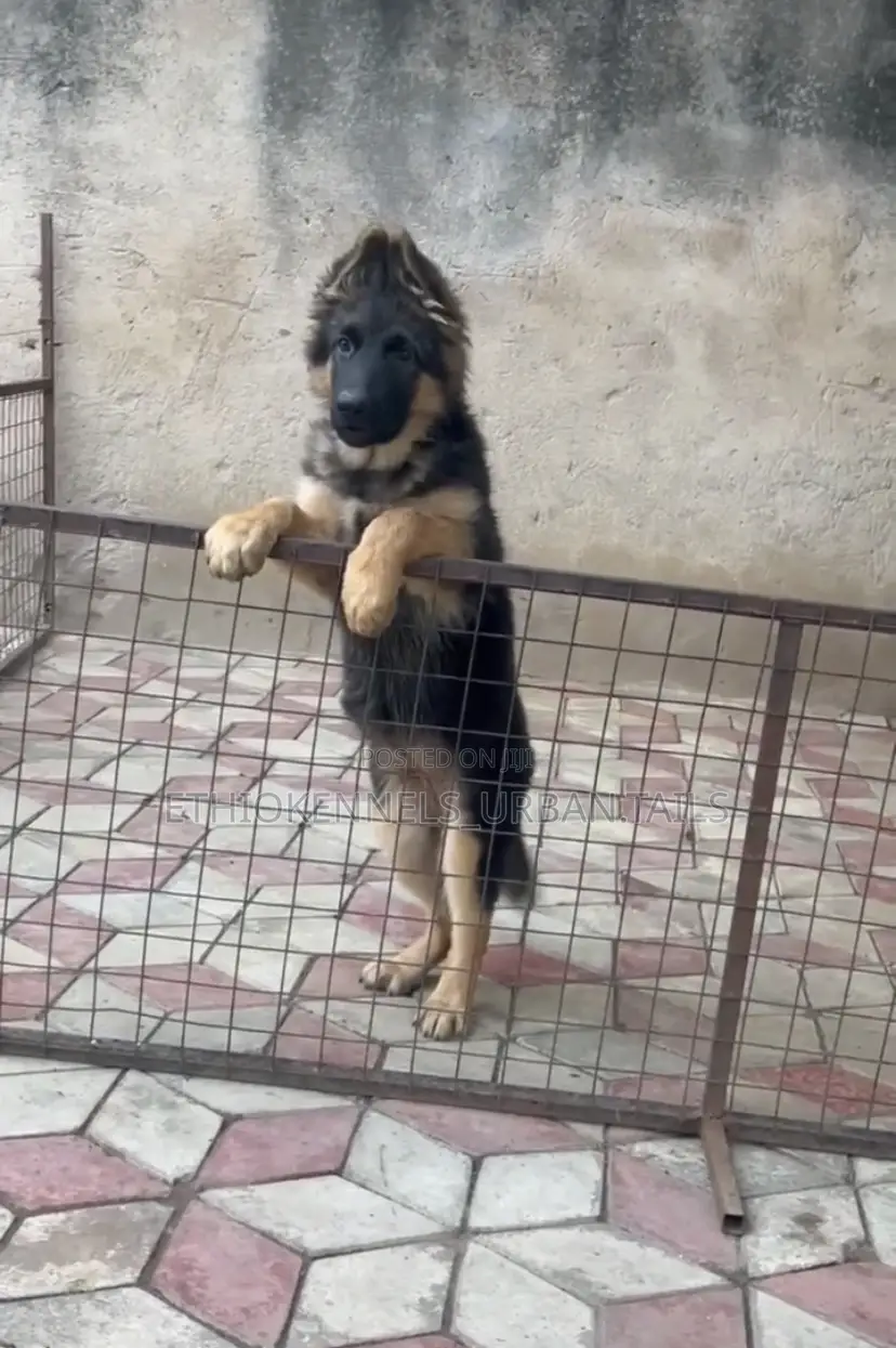 1-3 months Female Purebred German Shepherd