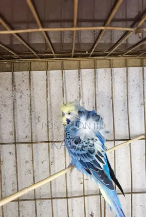 የሚያማምሩ የአዉስትራልያ Parrots አሉኝ