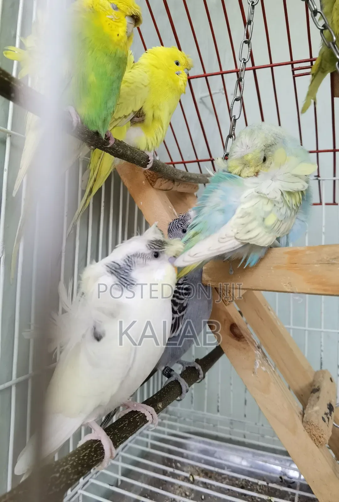 የሚያማምሩ የአዉስትራልያ Parrots አሉኝ