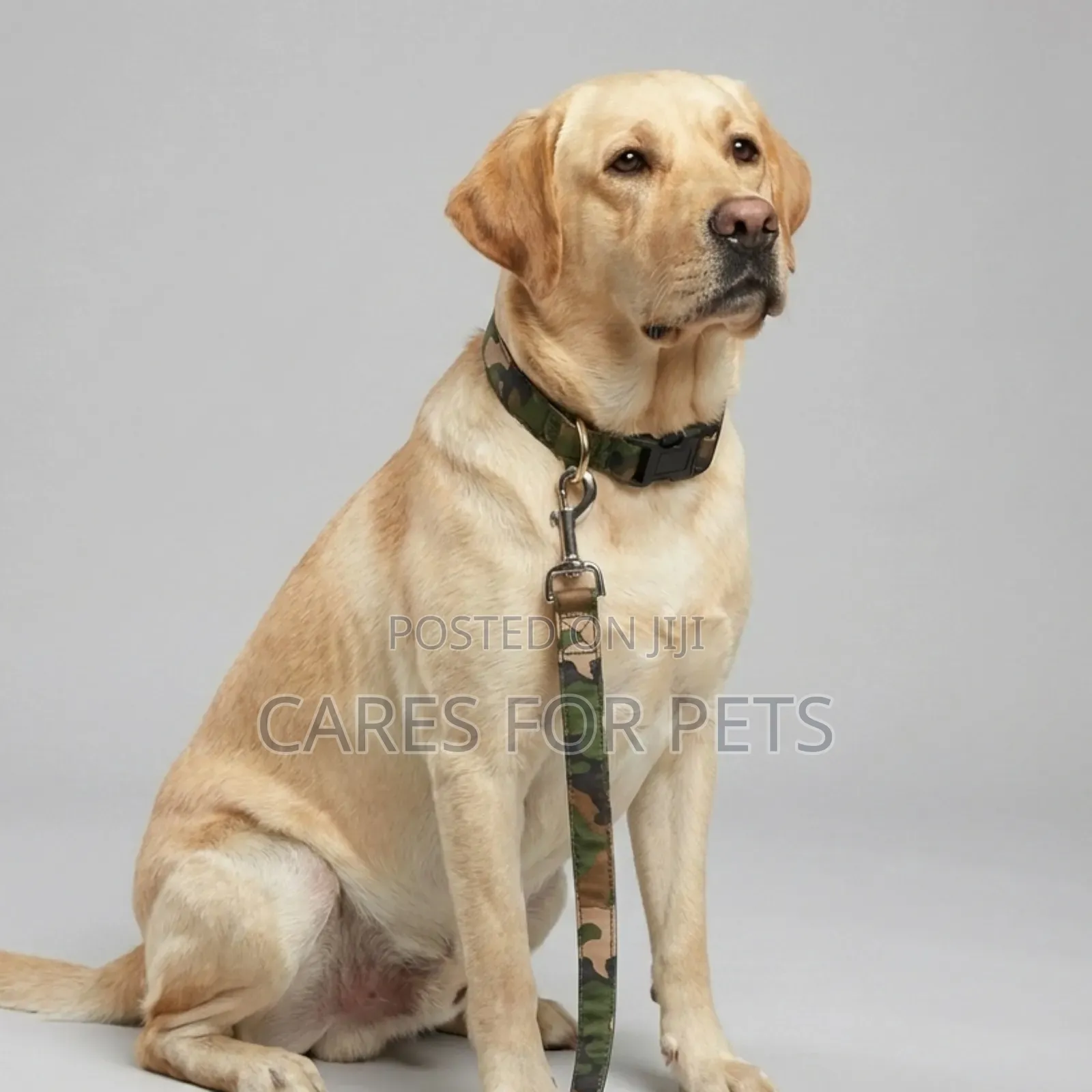 Dog Collar With Lead