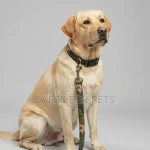 Dog Collar With Lead