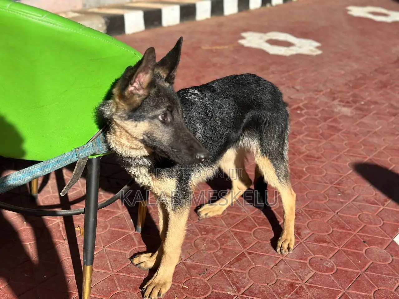 3-6 months Male Purebred German Shepherd