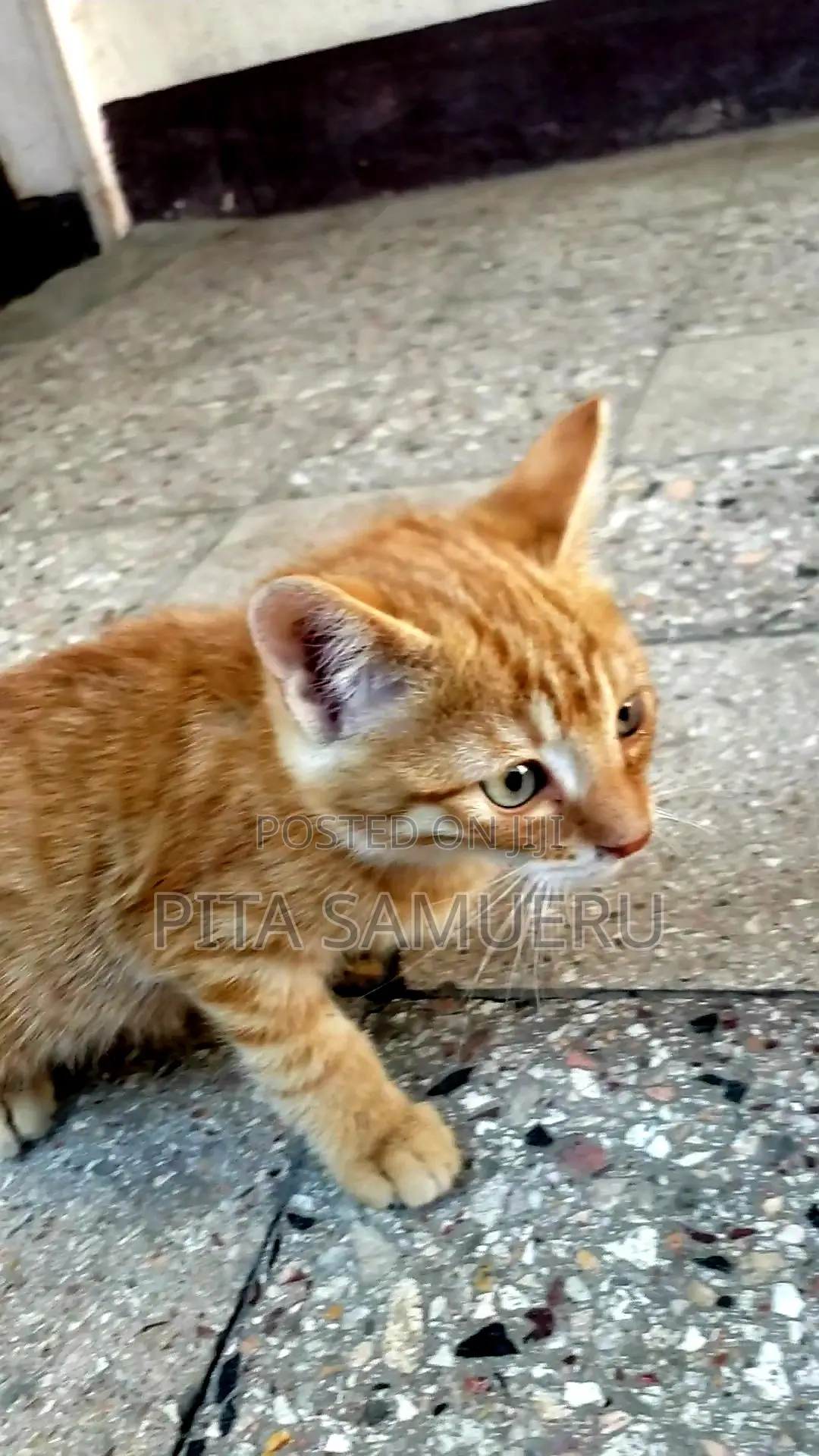 1-3 months Female Purebred Tabby