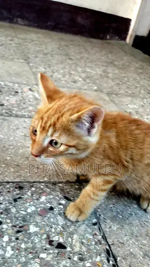 1-3 months Female Purebred Tabby