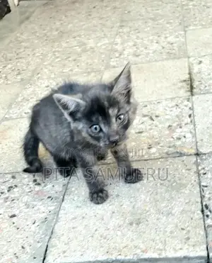 1-3 months Female Purebred 2000