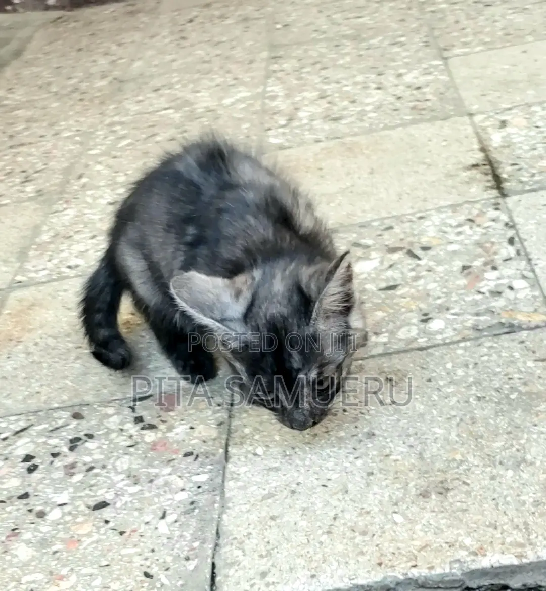 1-3 months Female Purebred 2000