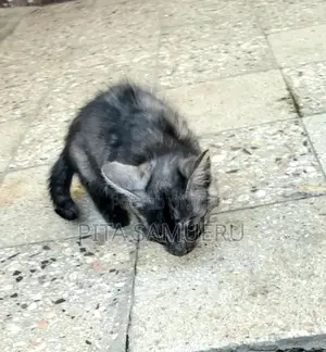 1-3 months Female Purebred 2000