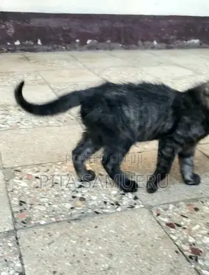 1-3 months Female Purebred 2000