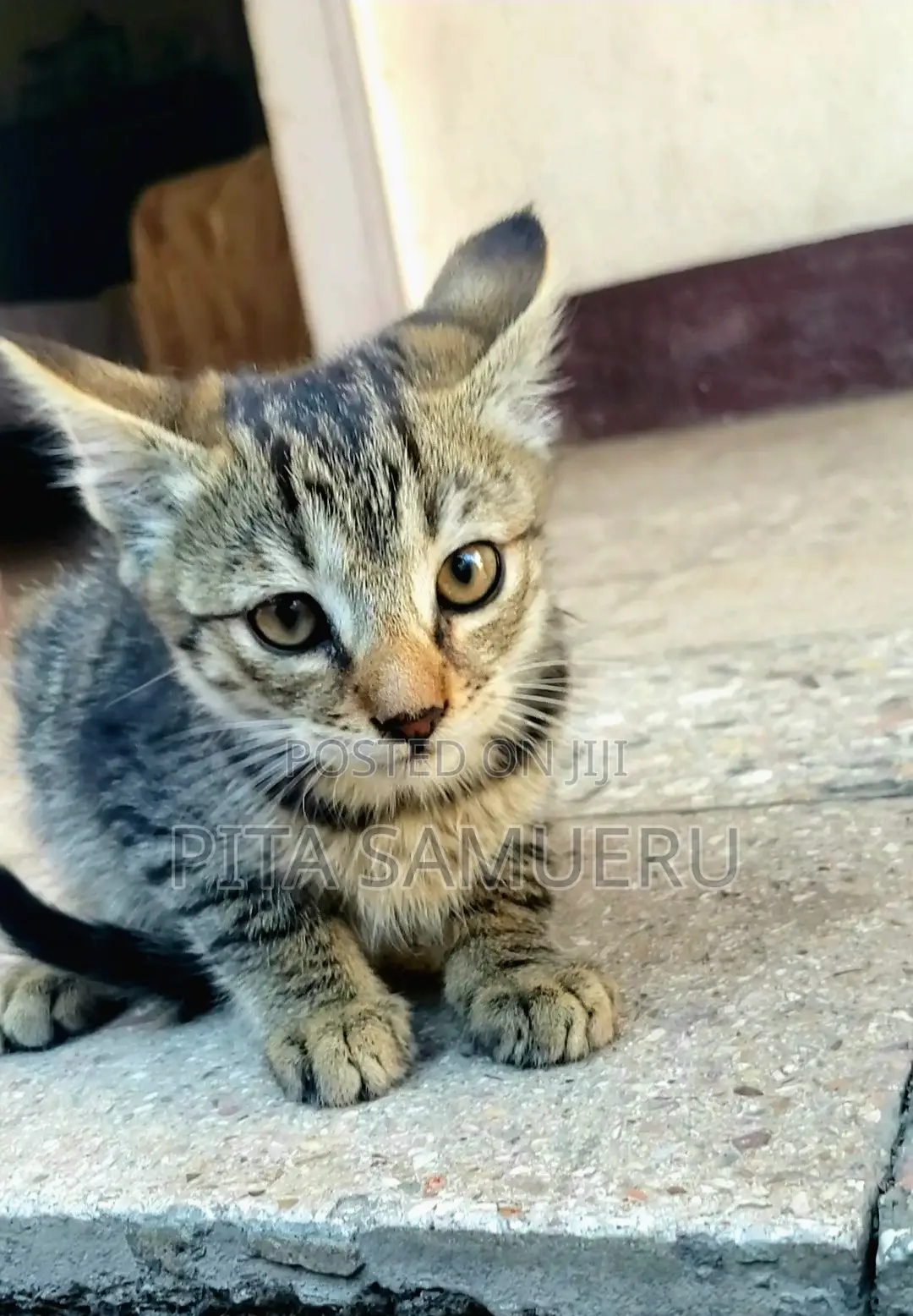 1-3 months Female Purebred Tabby