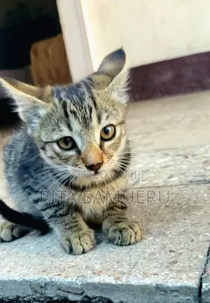 1-3 months Female Purebred Tabby