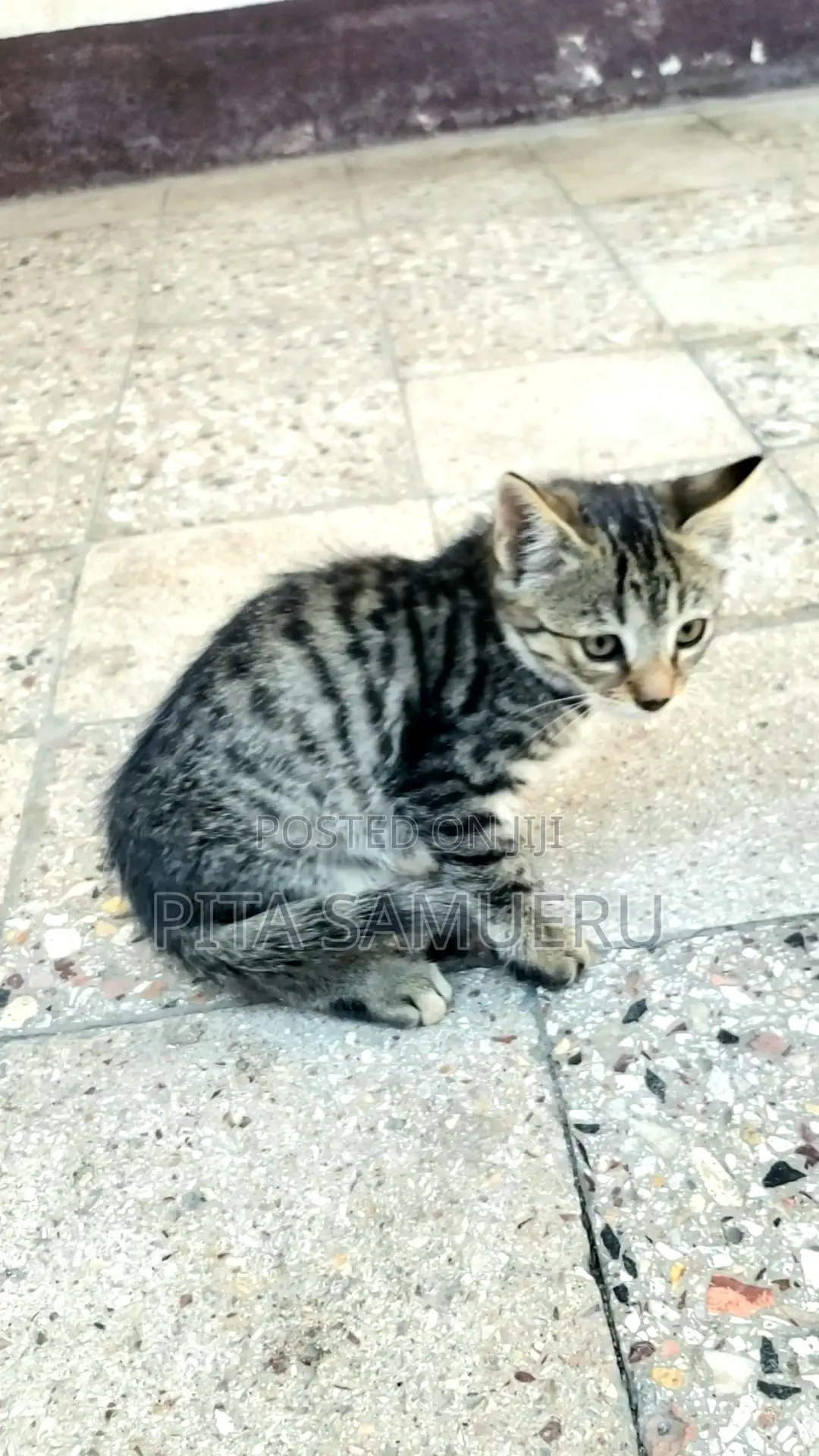 1-3 months Female Purebred Tabby