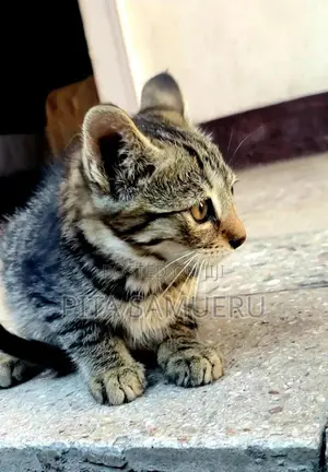 1-3 months Female Purebred Tabby