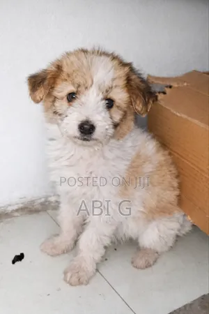1-3 months Female Mixed Breed Maltese