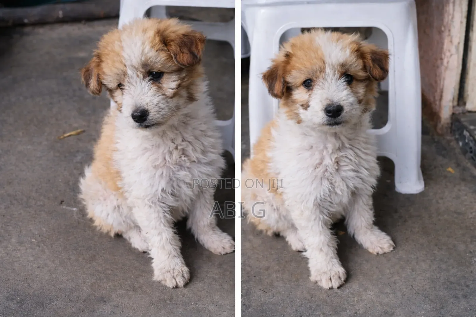 1-3 months Female Mixed Breed Maltese