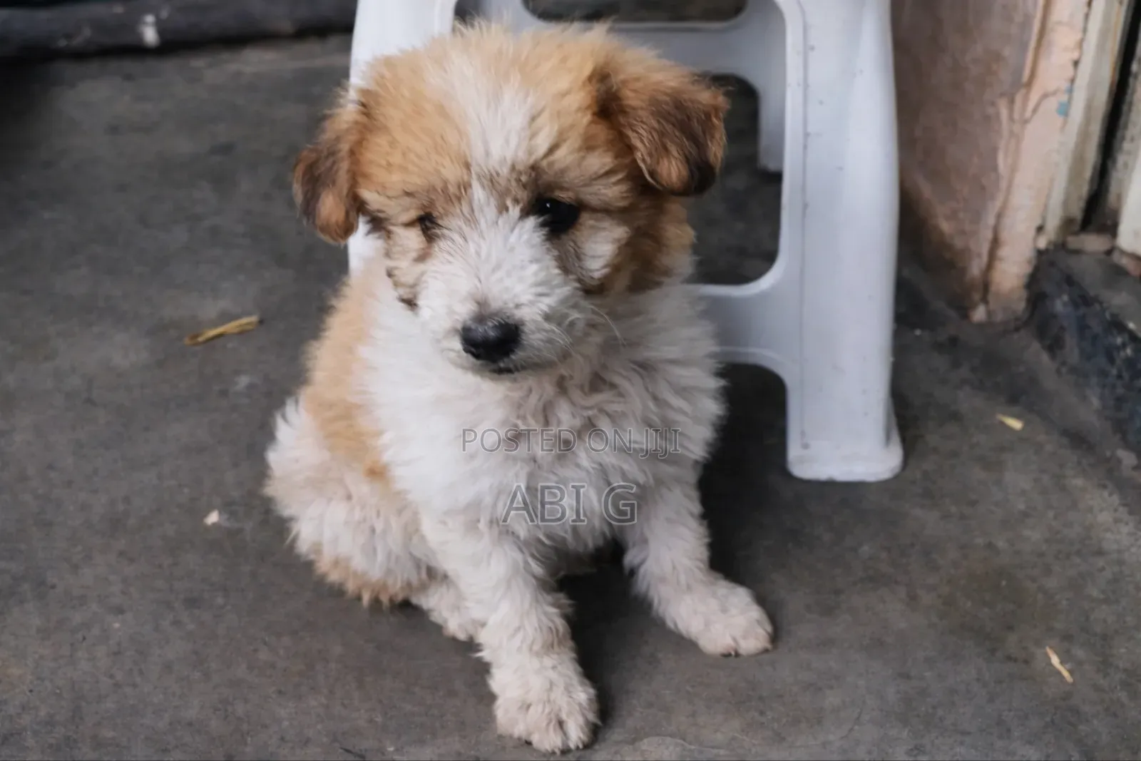 1-3 months Female Mixed Breed Maltese