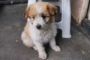 1-3 months Female Mixed Breed Maltese