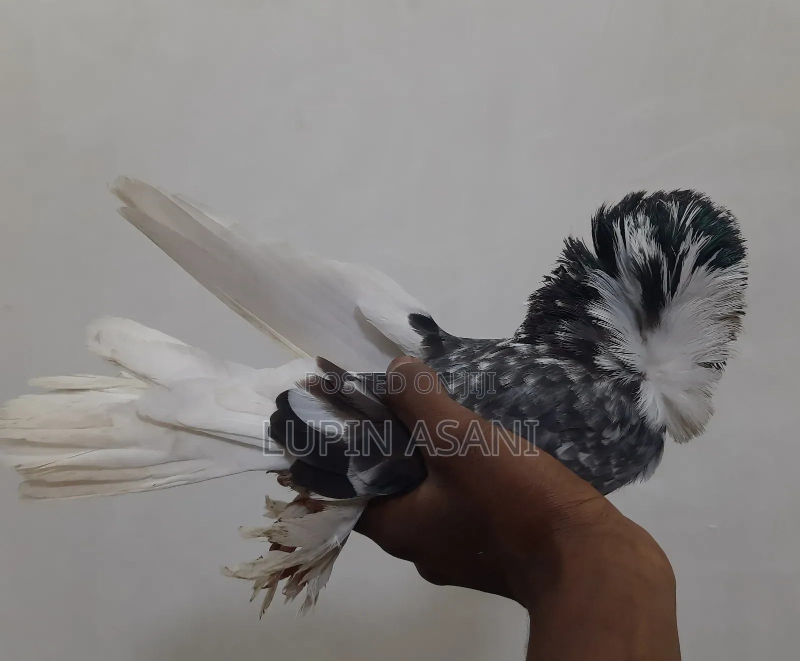 Exchange for Fancy Pigeon