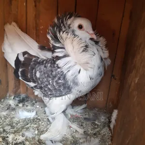 Exchange for Fancy Pigeon