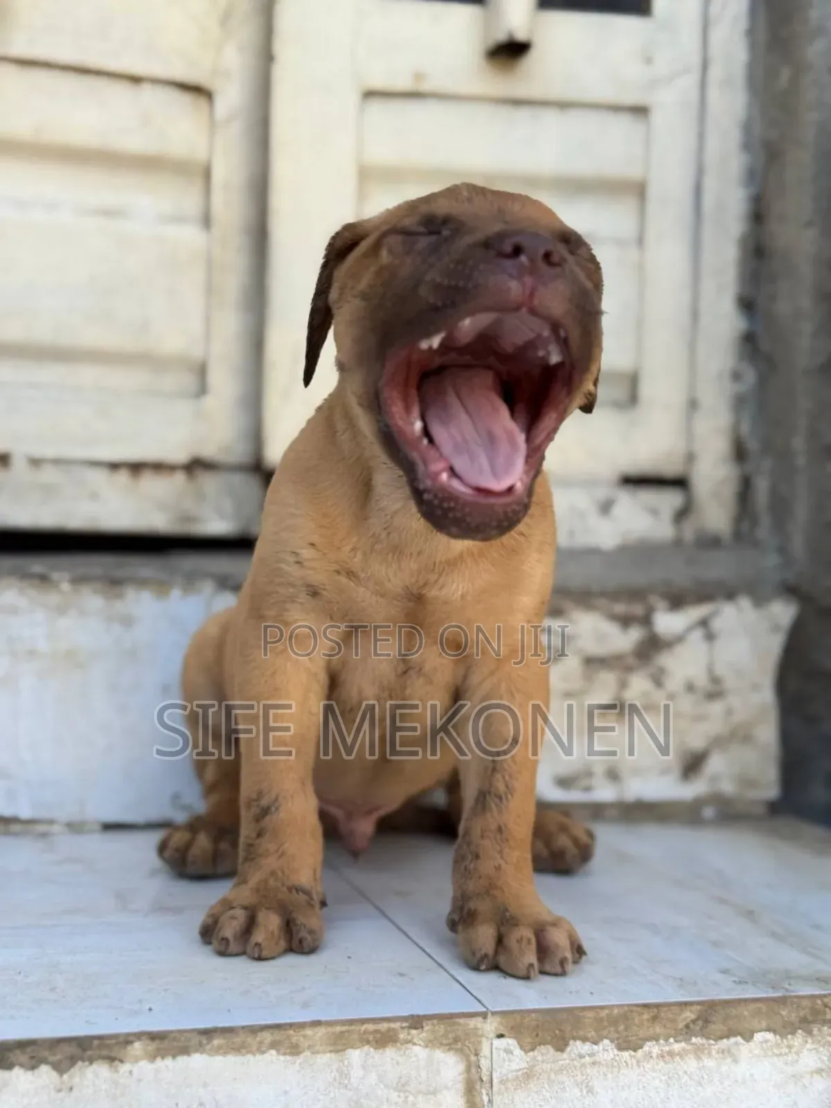 1-3 months Male Purebred Bullmastiff