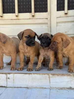 1-3 months Male Purebred Bullmastiff