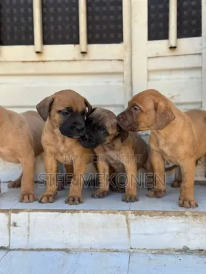 1-3 months Male Purebred Bullmastiff