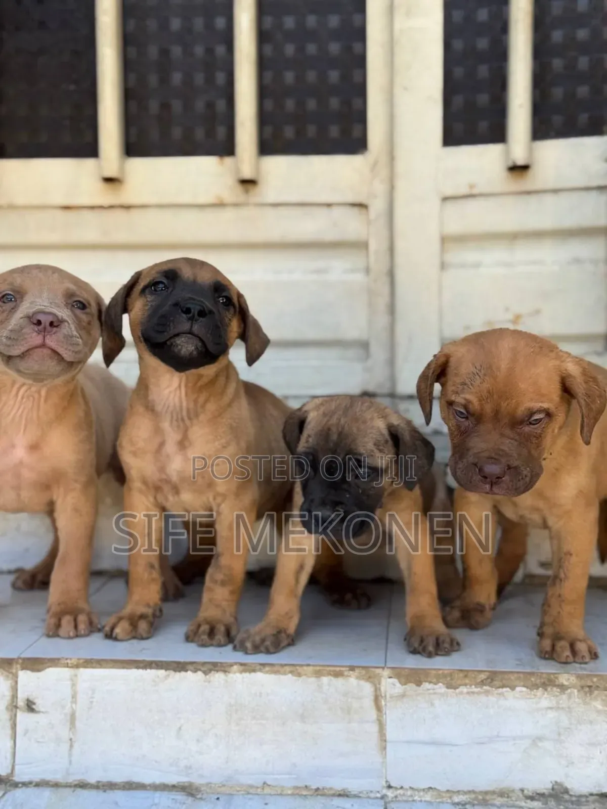 1-3 months Male Purebred Bullmastiff