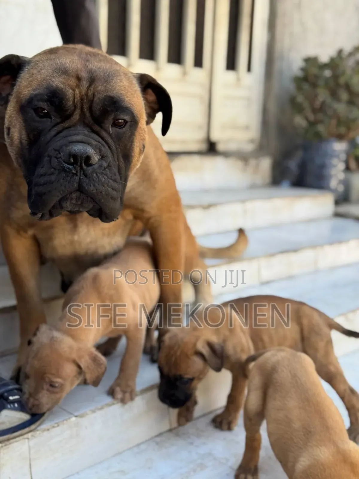 1-3 months Female Purebred Bullmastiff