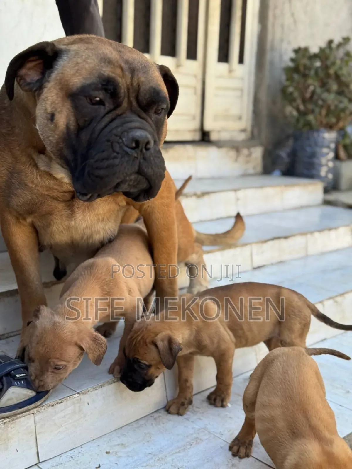 1-3 months Female Purebred Bullmastiff