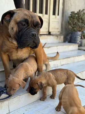 1-3 months Female Purebred Bullmastiff