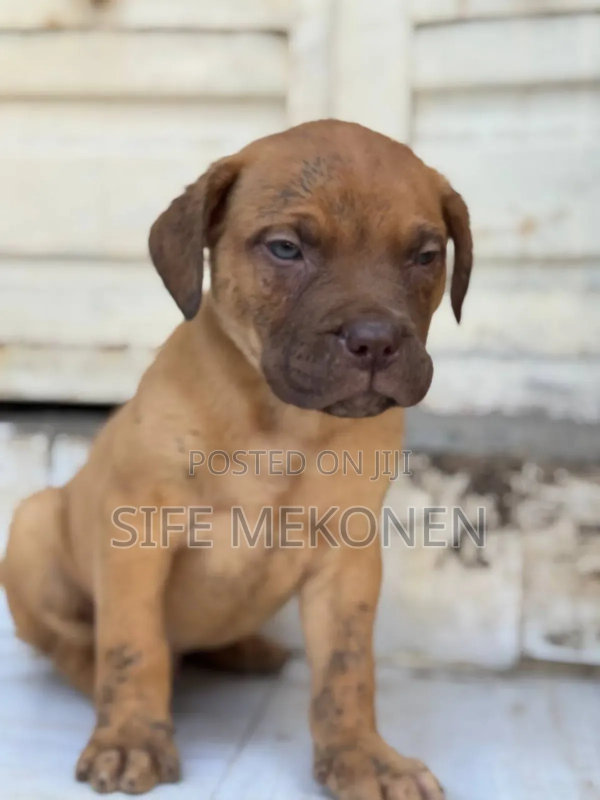 1-3 months Male Purebred Bullmastiff