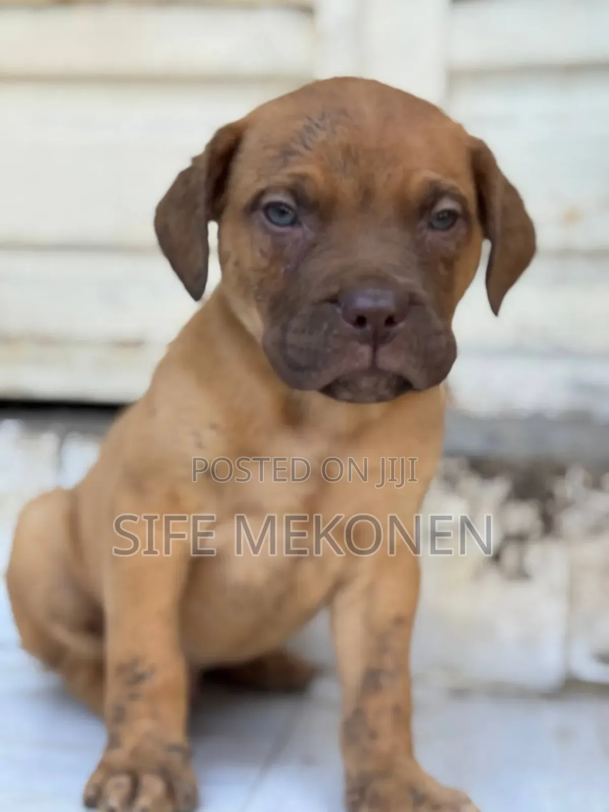 1-3 months Male Purebred Bullmastiff
