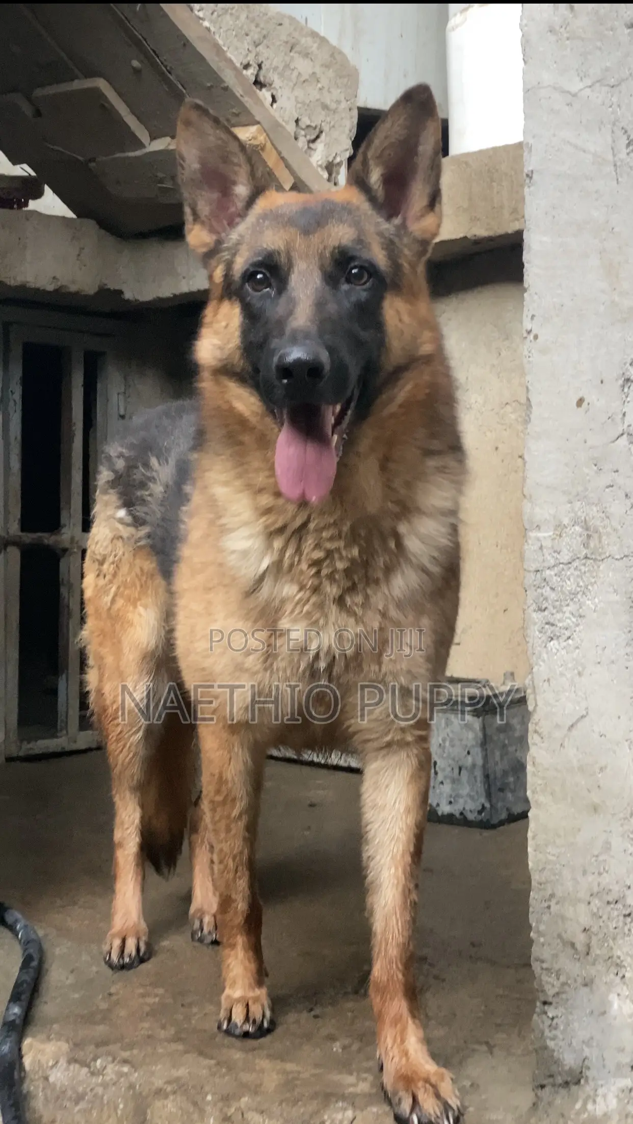 1+ year Male Purebred German Shepherd