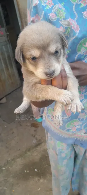 0-1 month Female Mixed Breed Labrador Retriever