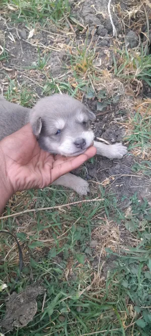 0-1 month Female Mixed Breed Labrador Retriever