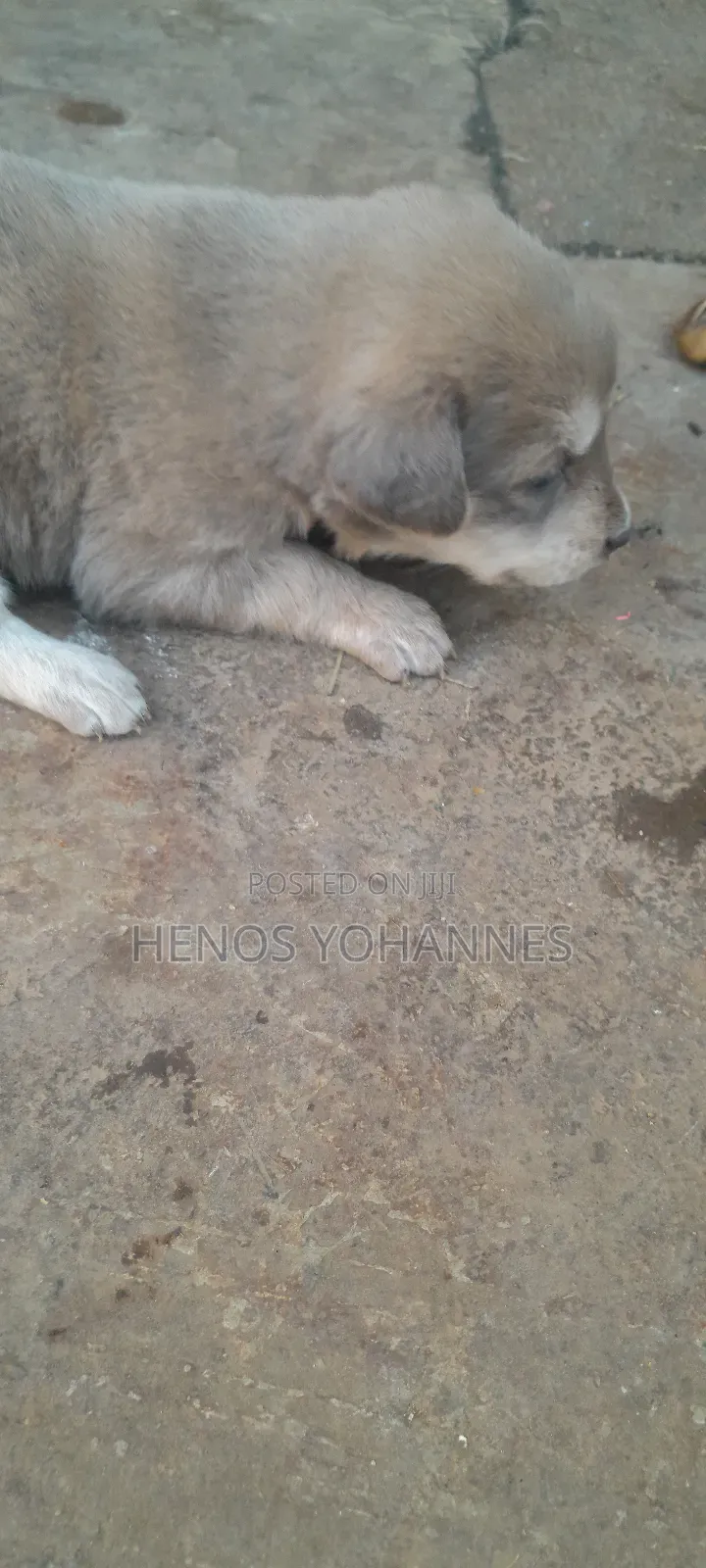 0-1 month Female Mixed Breed Labrador Retriever