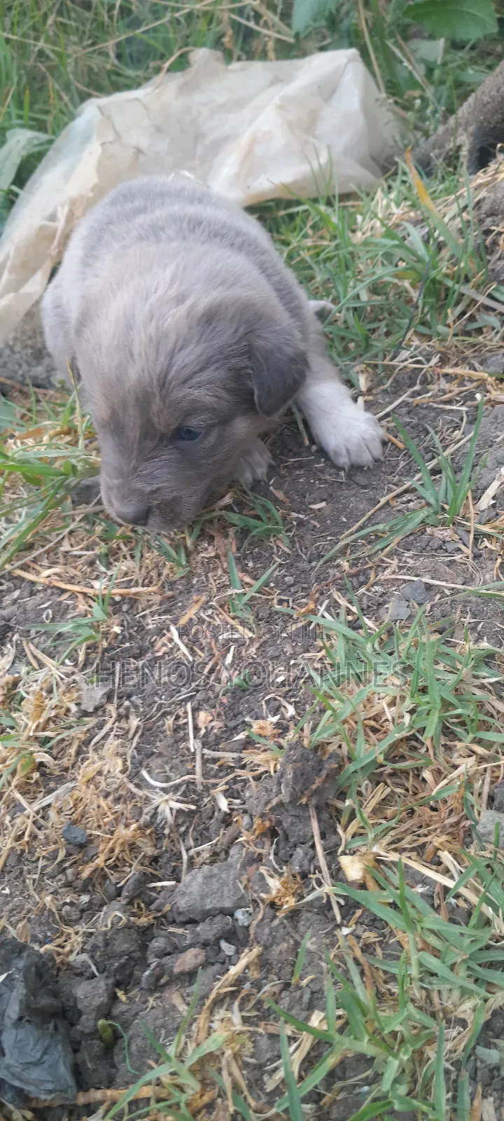0-1 month Male Mixed Breed Irish Wolfhound