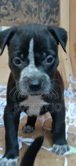 1-3 months Male Purebred American Pit Bull Terrier