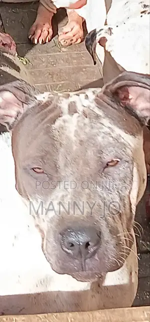 3-6 months Male Purebred American Pit Bull Terrier