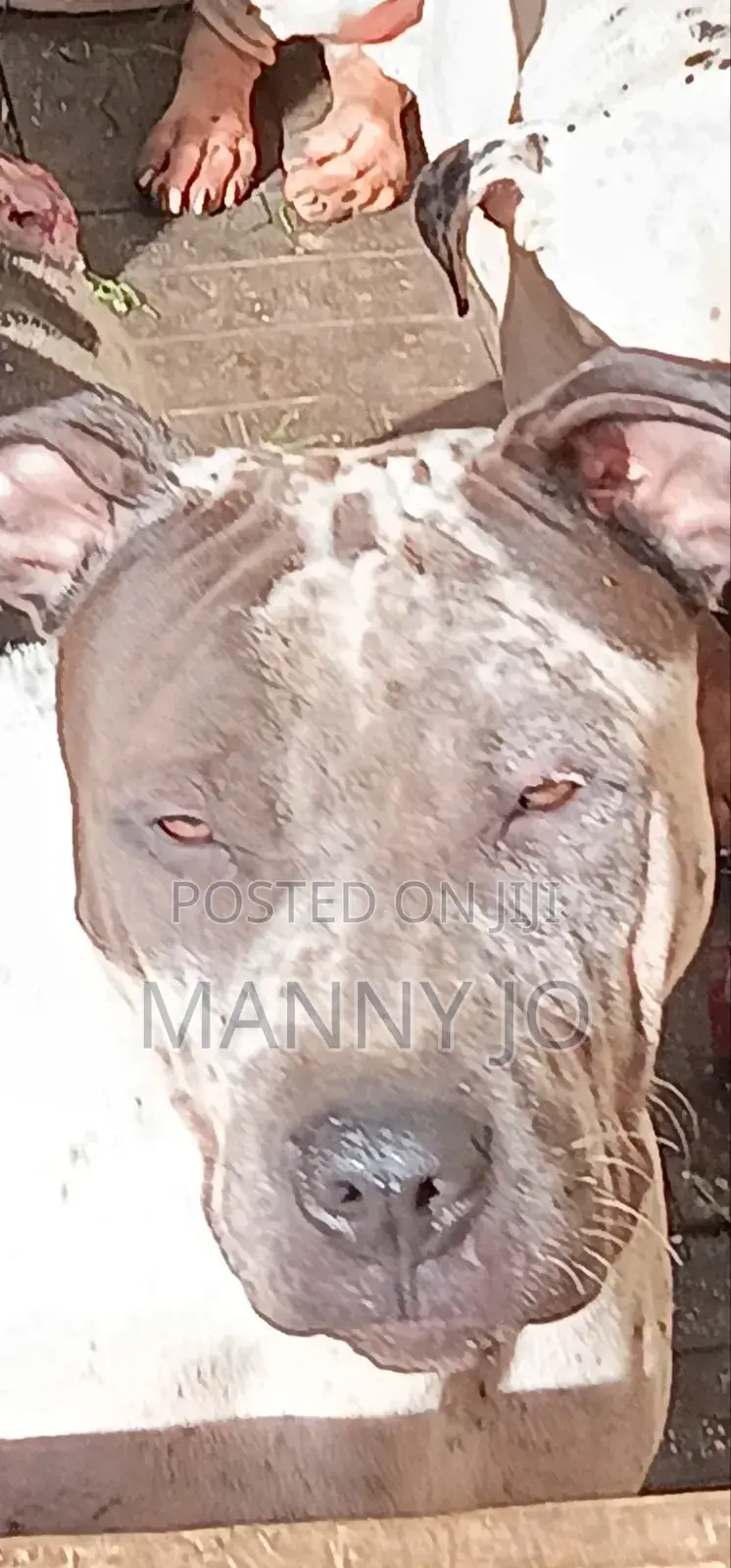 3-6 months Male Purebred American Pit Bull Terrier