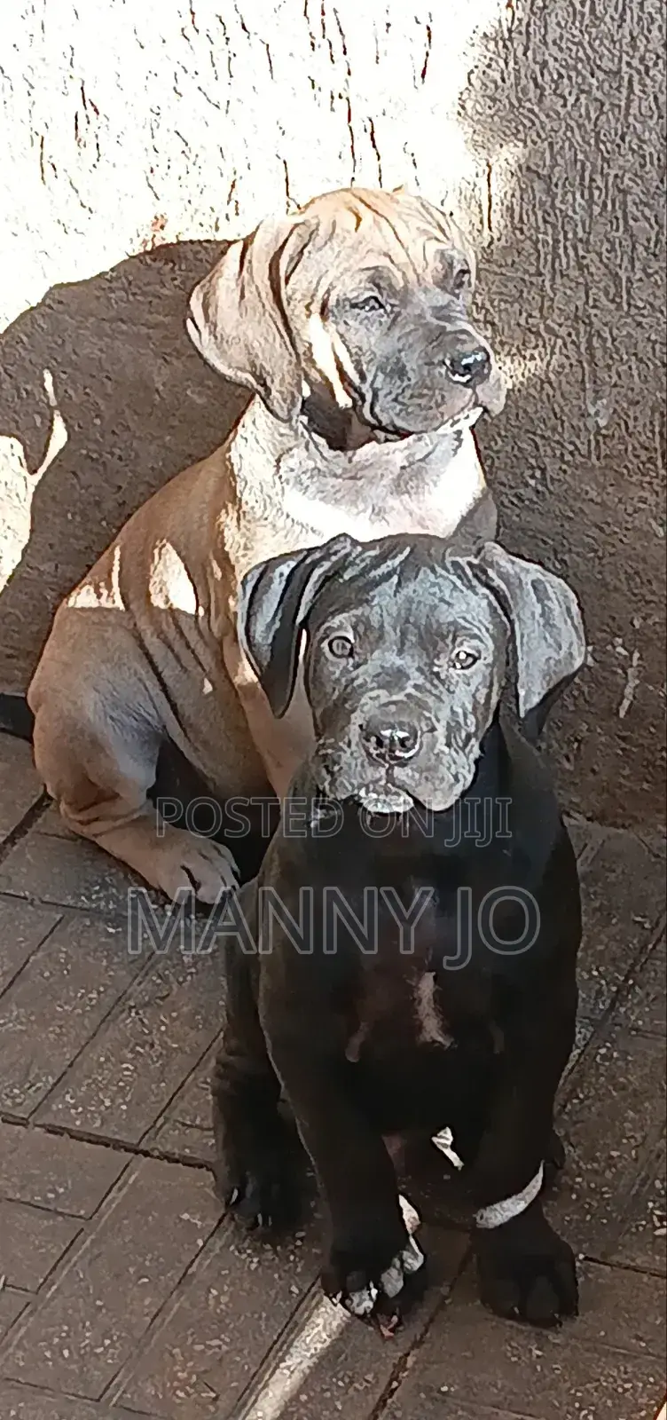 1-3 months Male Purebred Boerboel