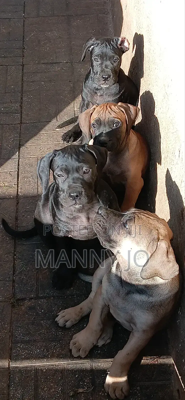 1-3 months Male Purebred Boerboel