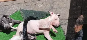 1-3 months Female Purebred American Pit Bull Terrier