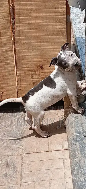1-3 months Male Purebred American Pit Bull Terrier