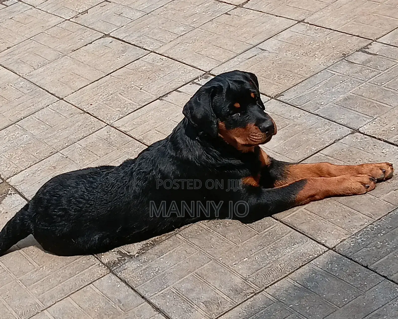 1-3 months Female Purebred Rottweiler