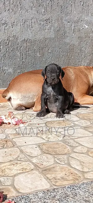 1-3 months Male Purebred Boerboel